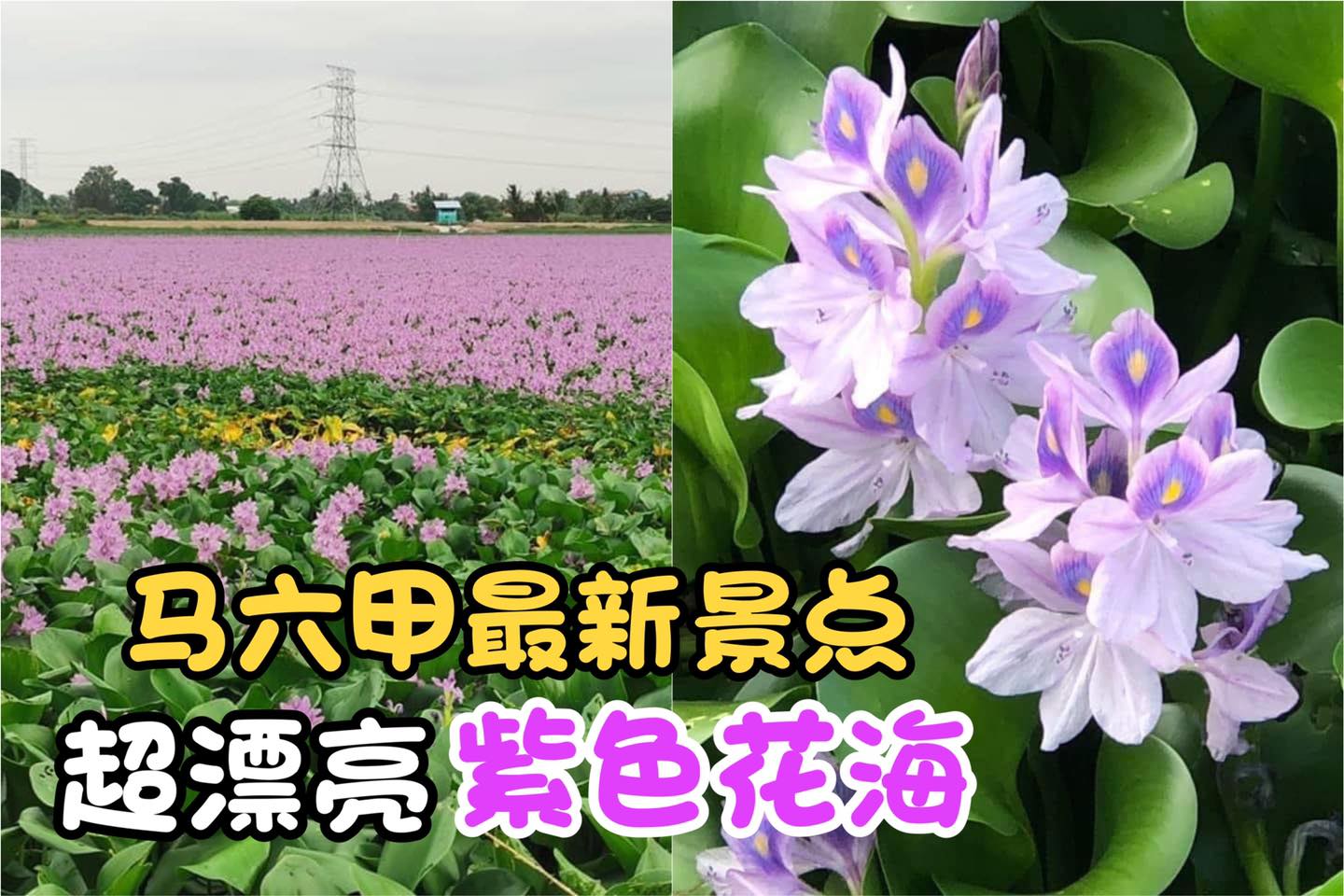好漂亮哦