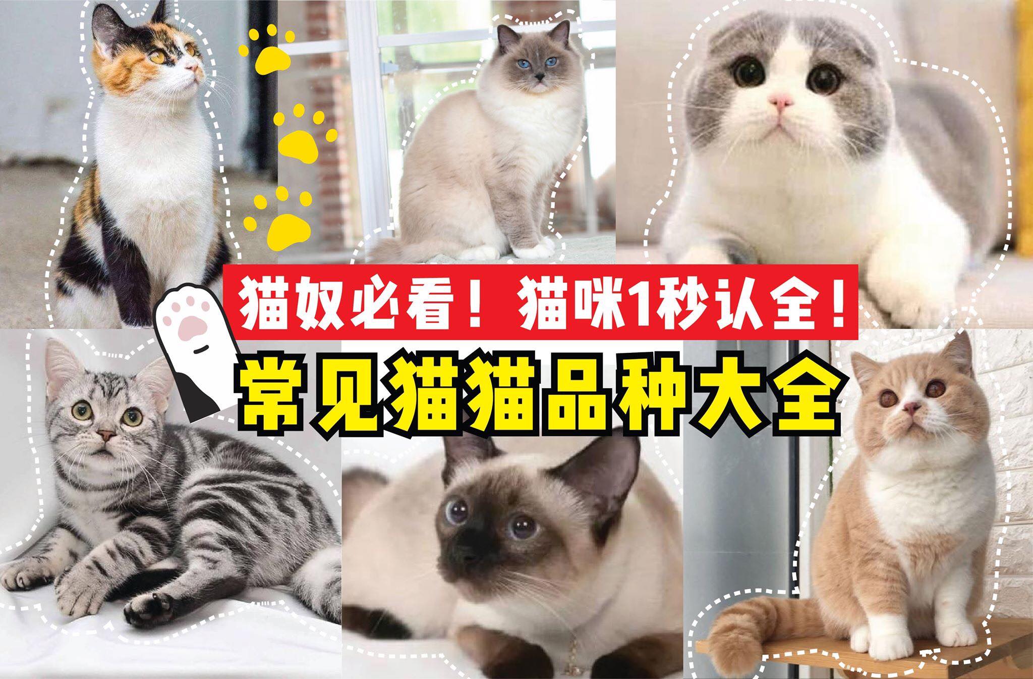 猫奴必看！猫咪1秒认全！
 【常见 #猫猫品种 大全！】
 猫咪高冷的样子，美丽优雅的姿态，这就是为什么许多人…