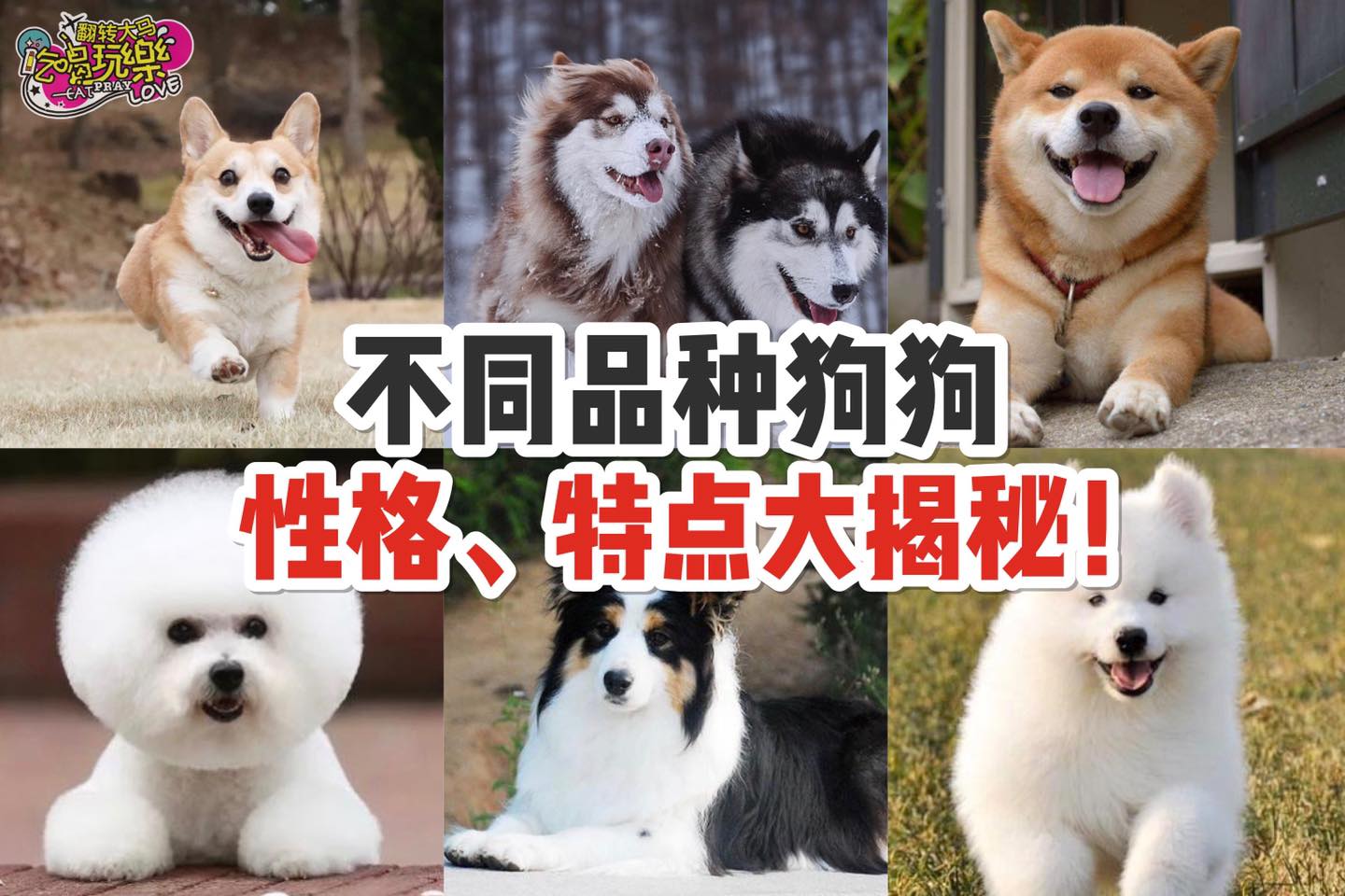 想养狗狗的你一定要看！
 【不同品种狗狗性格、特点大揭秘！】
 养狗狗不光要看品种和外表，性格也是很重要的！要…