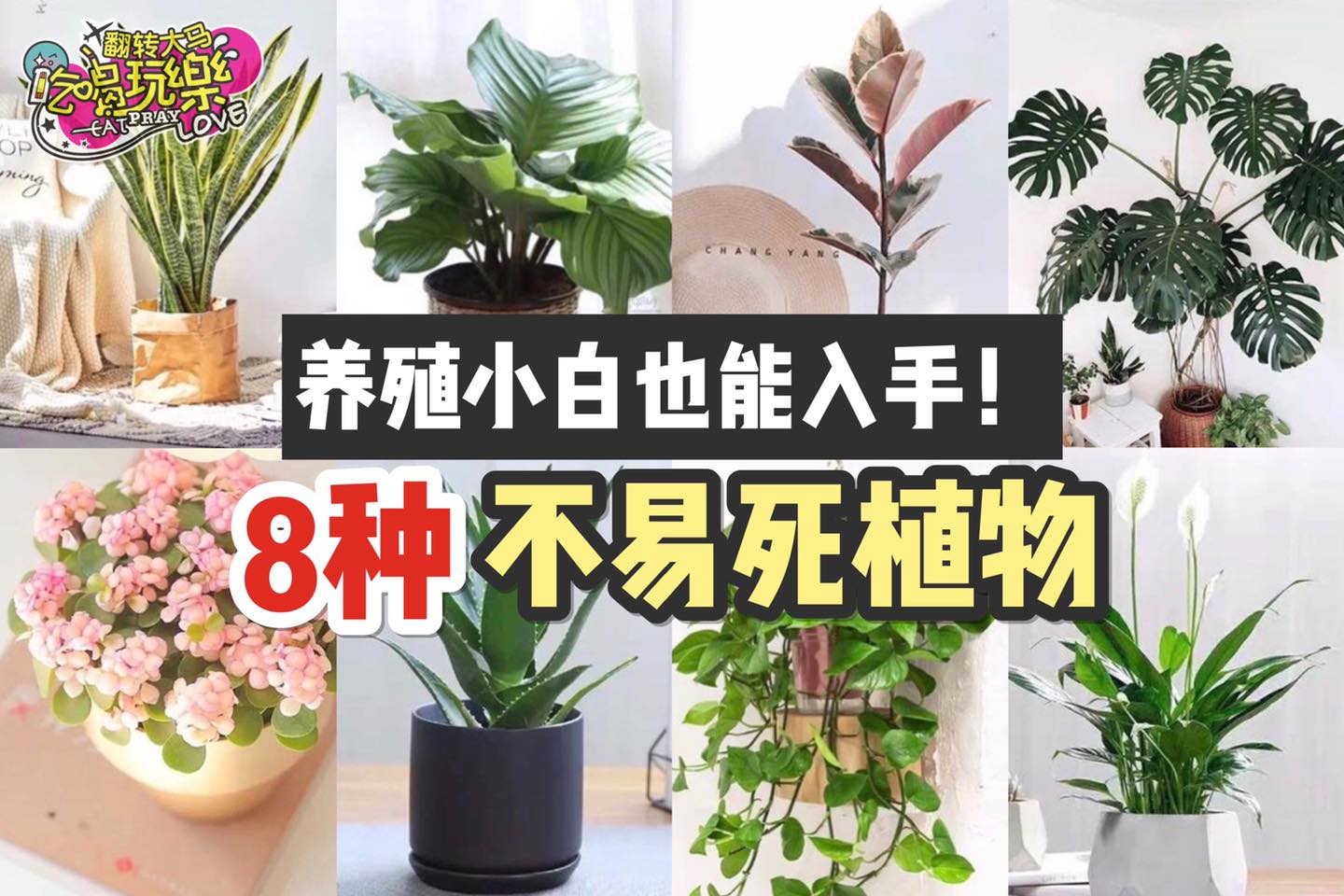 懒人、植物新手也不怕
 【必收藏8种 #不易死、#超好养 的植物 ！】
 橡皮树
 芦荟
 多肉植物
 龟背竹…