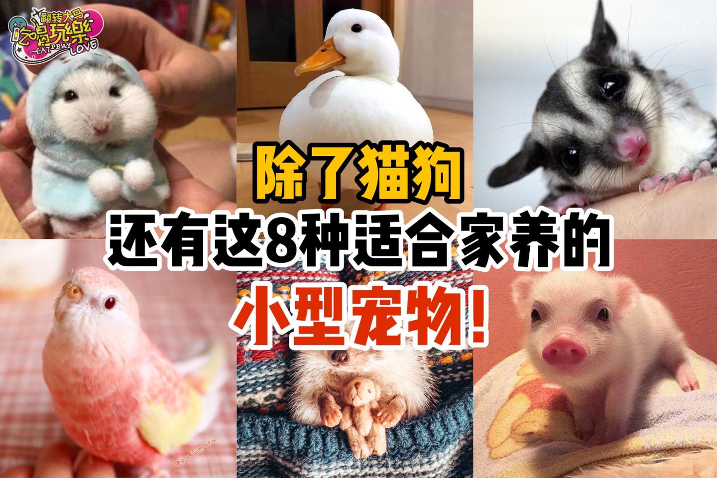 不要只养狗狗和猫咪了！
 【推荐你这8⃣种适合家养的 #小型宠物！】
 除了猫和狗，还有这些好养…