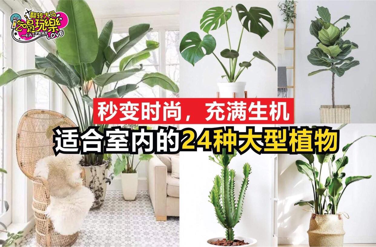 室内设计师超爱用！
 【适合摆设在室内的 #24种大型植物！】
 ins风十足，充满生机！
 家里的某些角落不…