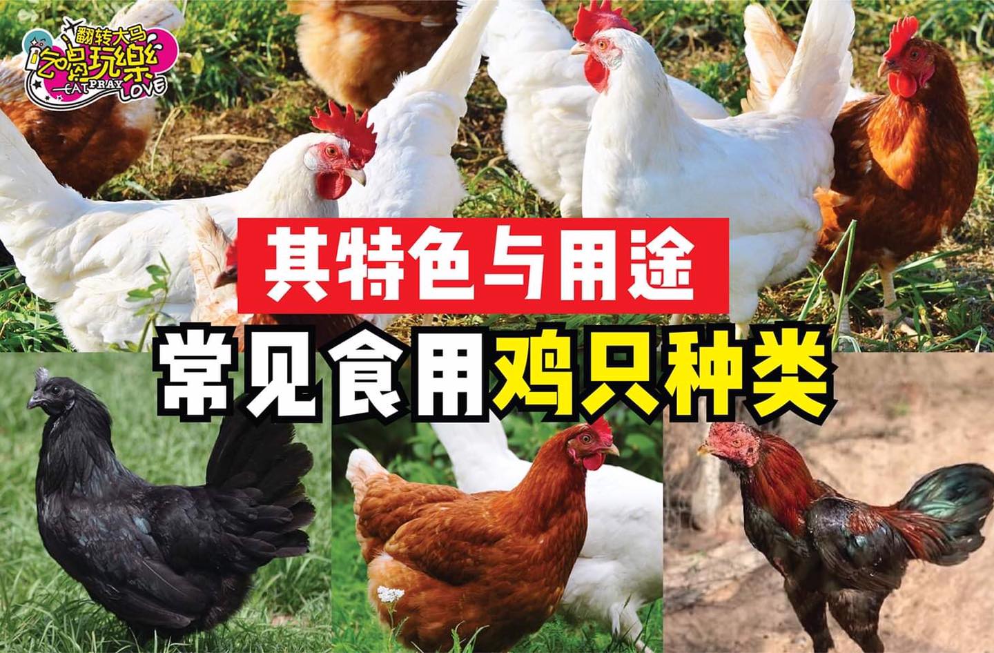 煲汤，做菜要选择适合的鸡！
 【常见食用 #鸡只种类 和 #特色与用途】
 个个肉质，味道都有所不同哦！
 L…