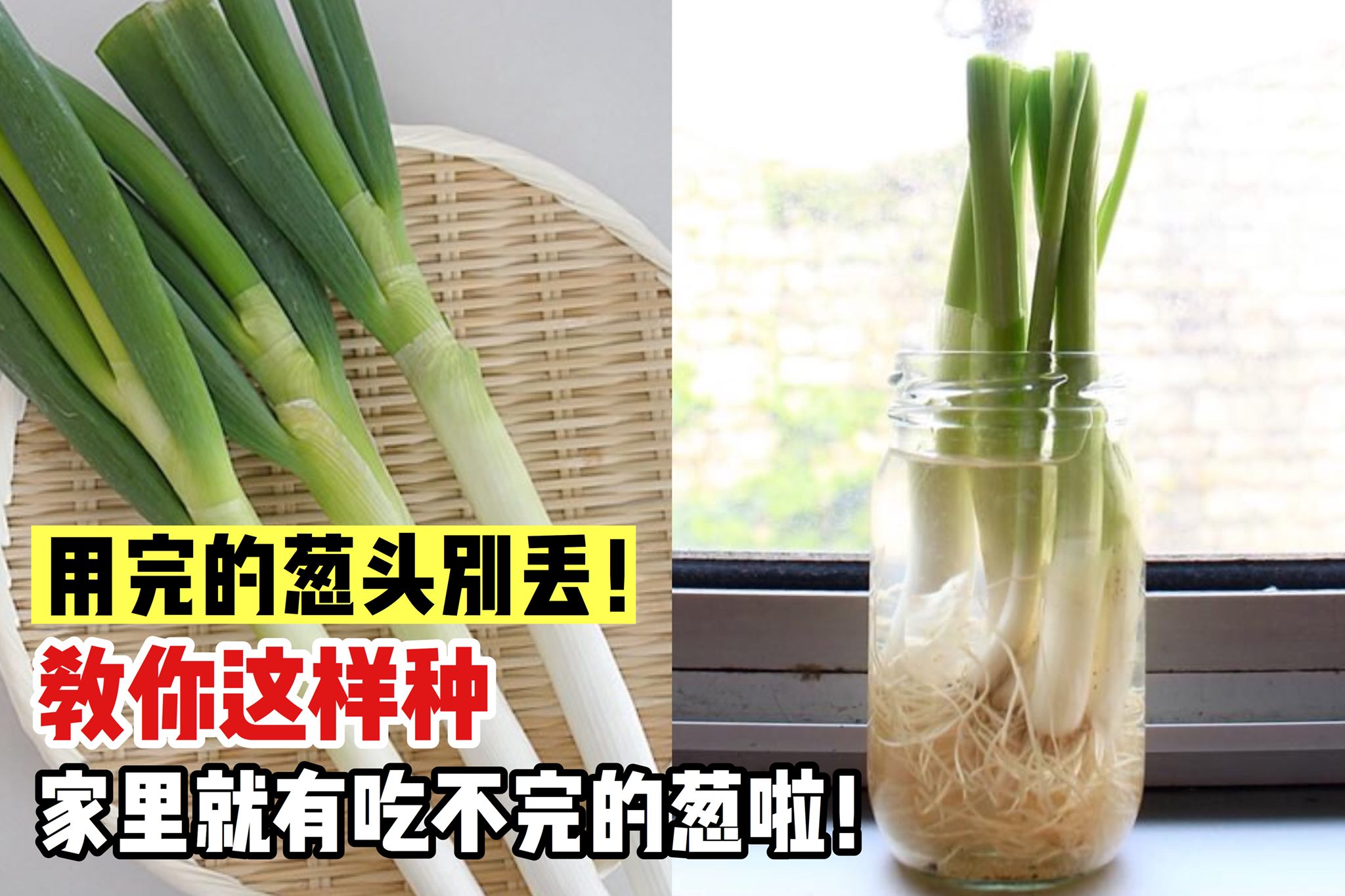 【懒人 #种葱法～只要葱头和水就可以种】照着这样种，小葱多到吃不完！
 原來在家里的阳台就能自己葱！而且不用花…